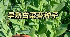 大白菜6.0在线安装教程——轻松学会安装大白菜6.0（图文详解，让你轻松上手！）